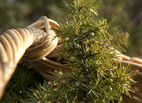 Les Herbes de Jean Paul JEUNET